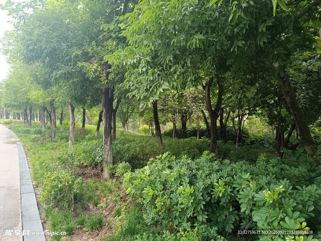 林间小径绿意盎然
