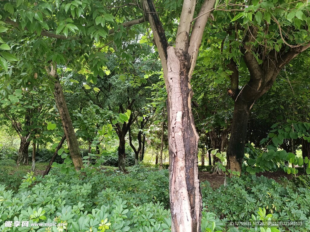 林间绿意盎然的自然景致