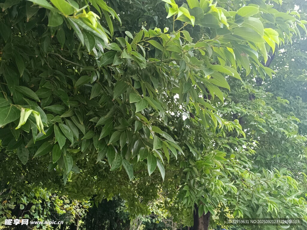 繁茂绿叶的清新自然景象