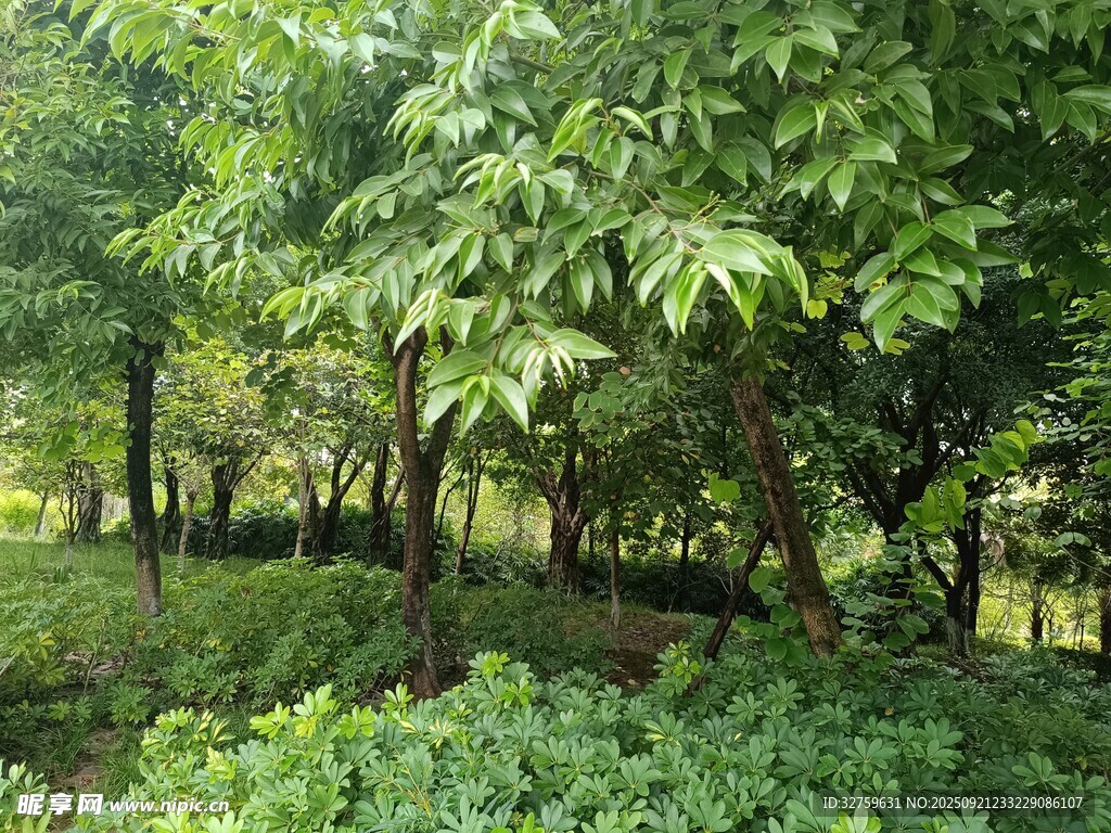 绿意盎然的树林景观