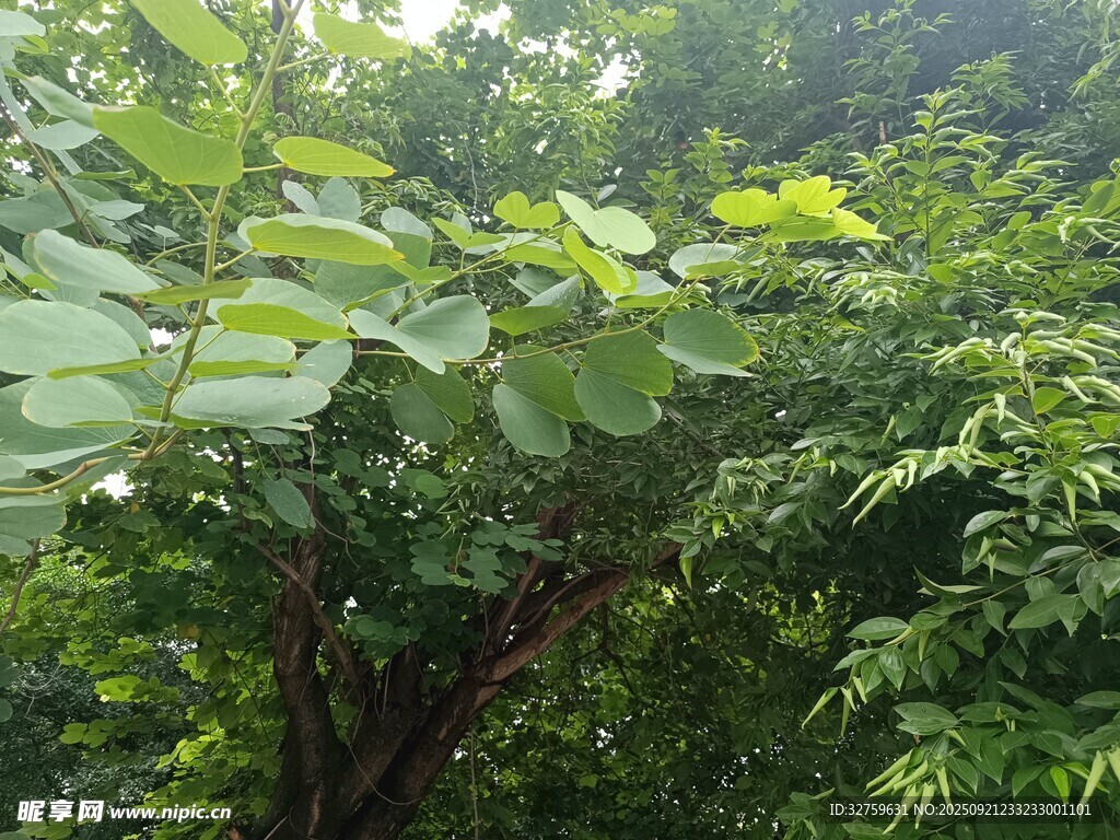 绿叶繁茂的树木景观