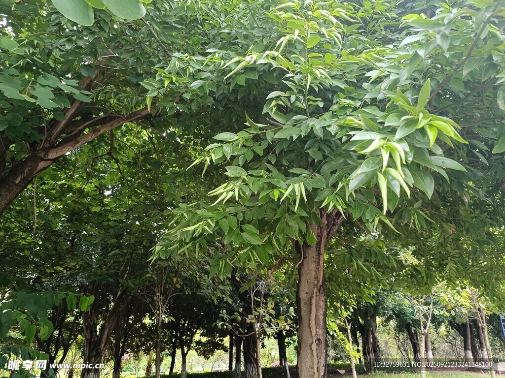 绿树成荫的繁茂树林景观