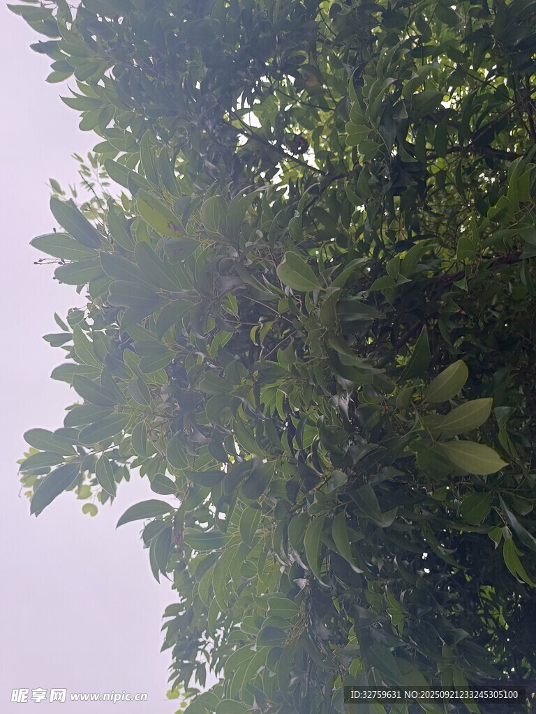 繁茂绿树仰视景象