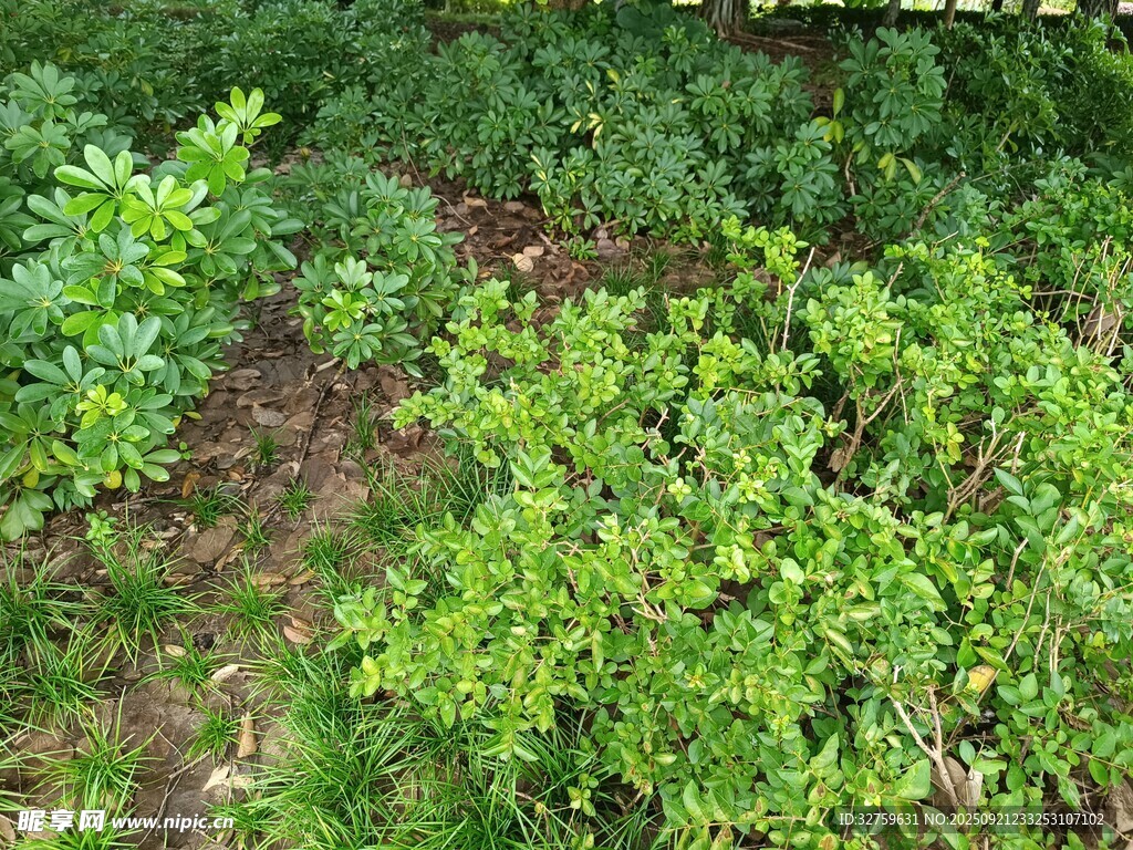 绿意盎然的繁茂植物景观