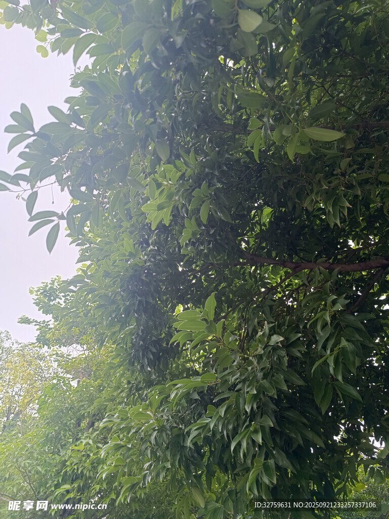 阳光洒落茂密绿叶间