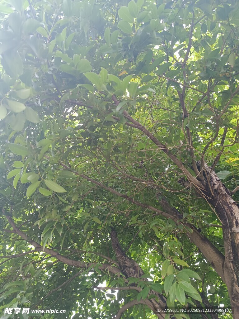 繁茂绿树展现自然生机