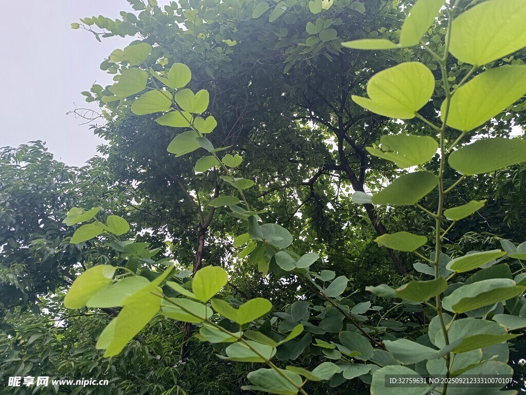 繁茂绿叶展现自然生机