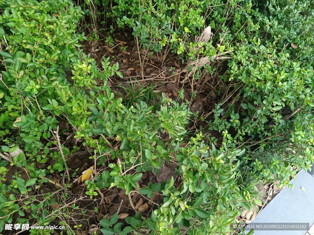 繁茂绿植景观