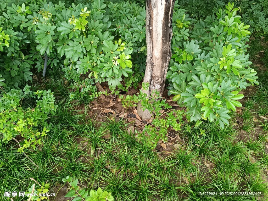 树下绿植景象