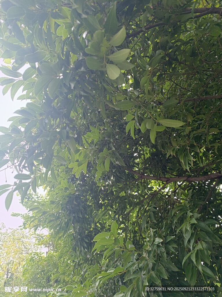 繁茂绿树 