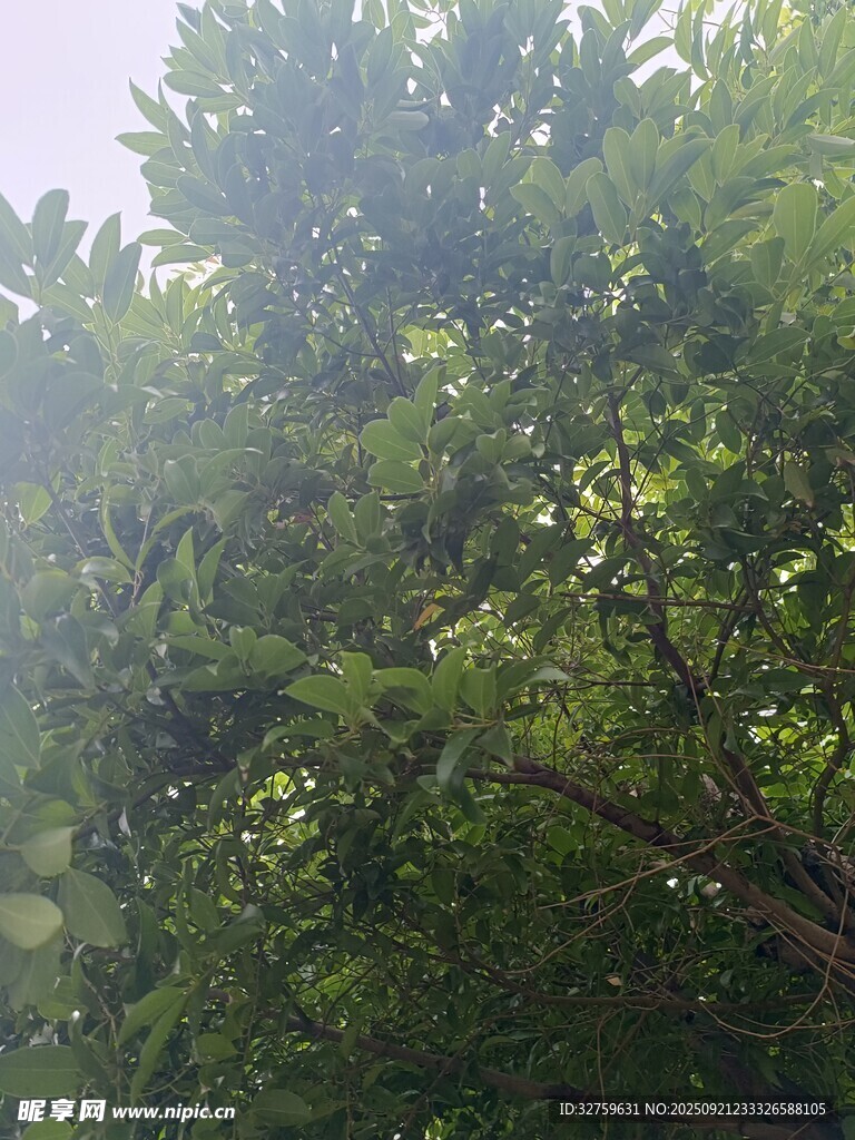 阳光照耀下的繁茂绿树
