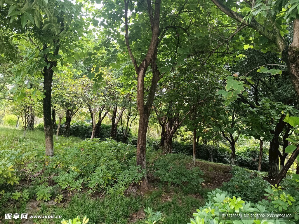 绿意盎然的林间景色