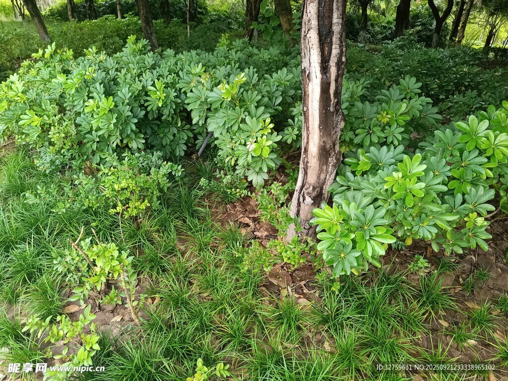 林间绿植景观