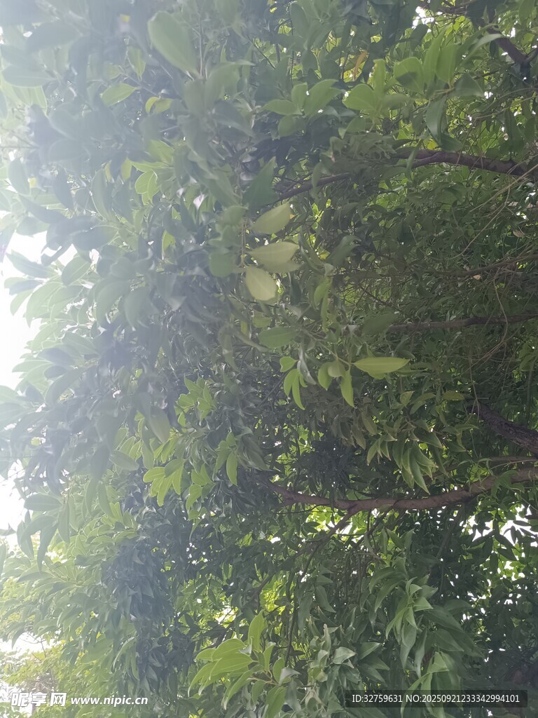夏日繁茂绿树景观