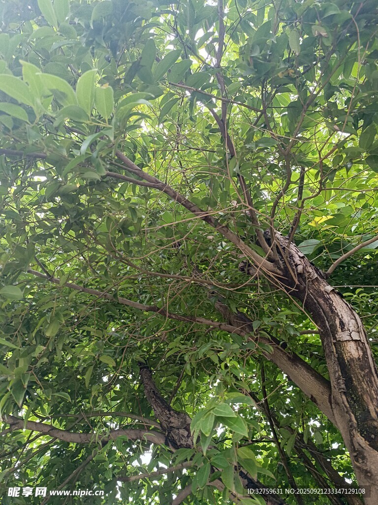 繁茂绿树