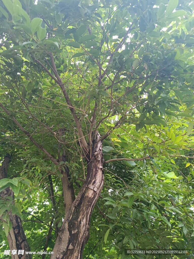 繁茂绿树