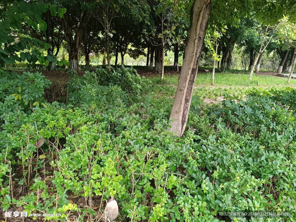 林间绿意盎然的自然景致