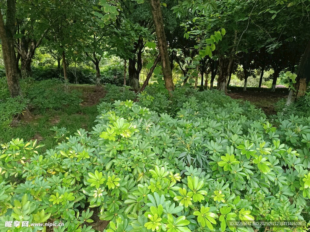 绿意盎然的林下植物景观
