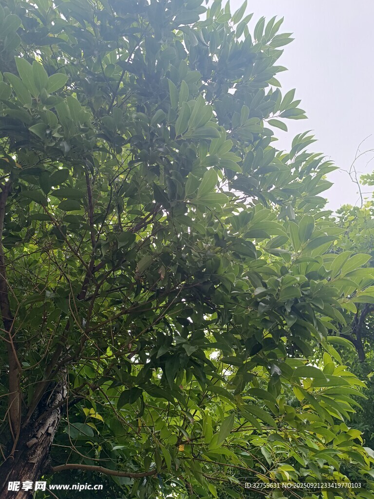 茂密绿树展现自然生机