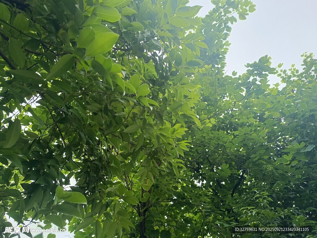 仰视茂密翠绿的繁茂树叶