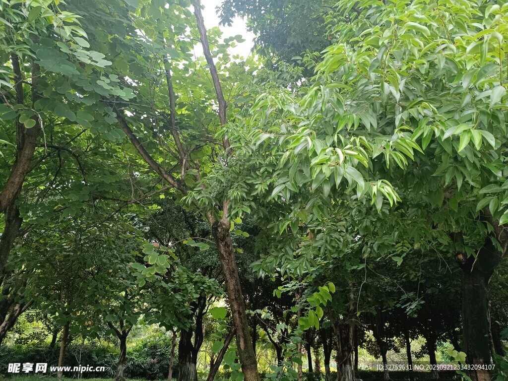 绿意盎然的树林景观