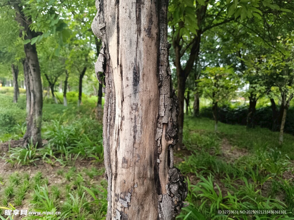 森林中斑驳树干与繁茂植被