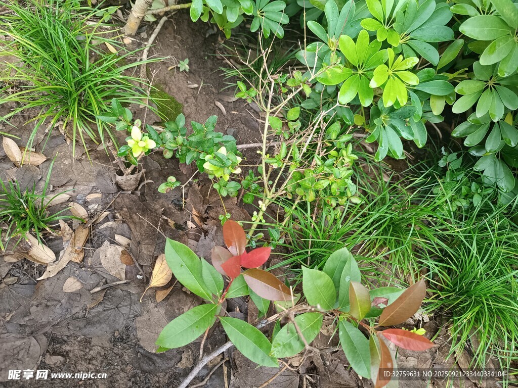 花园中的多彩植物