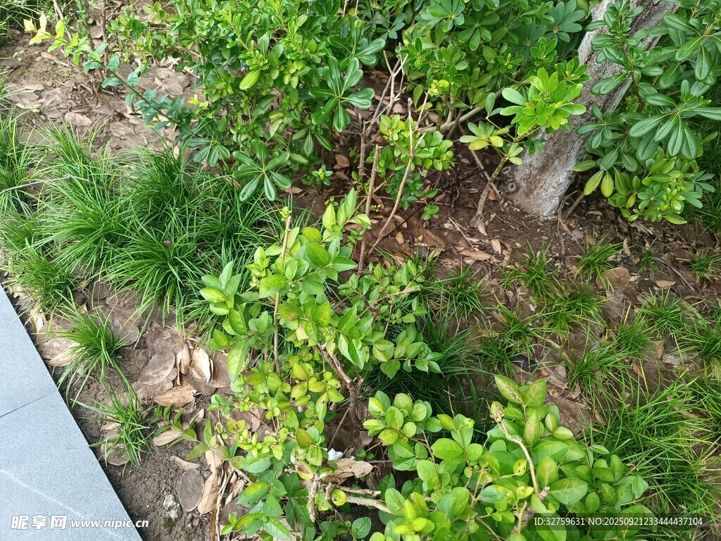 户外绿植景观