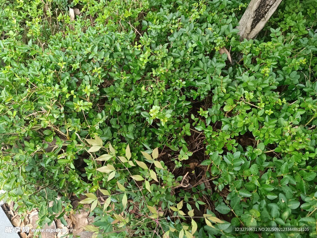 繁茂绿植景观