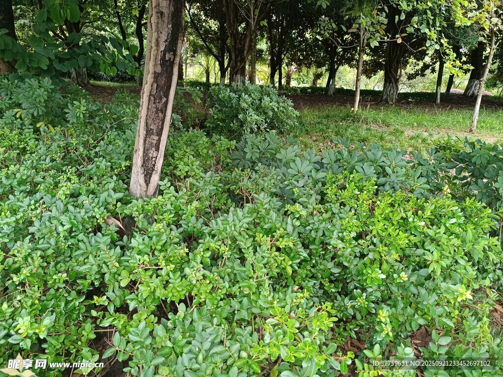 林间繁茂绿植景观