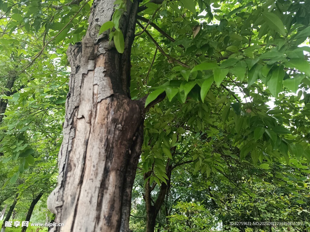 树干上的斑驳树皮与绿叶