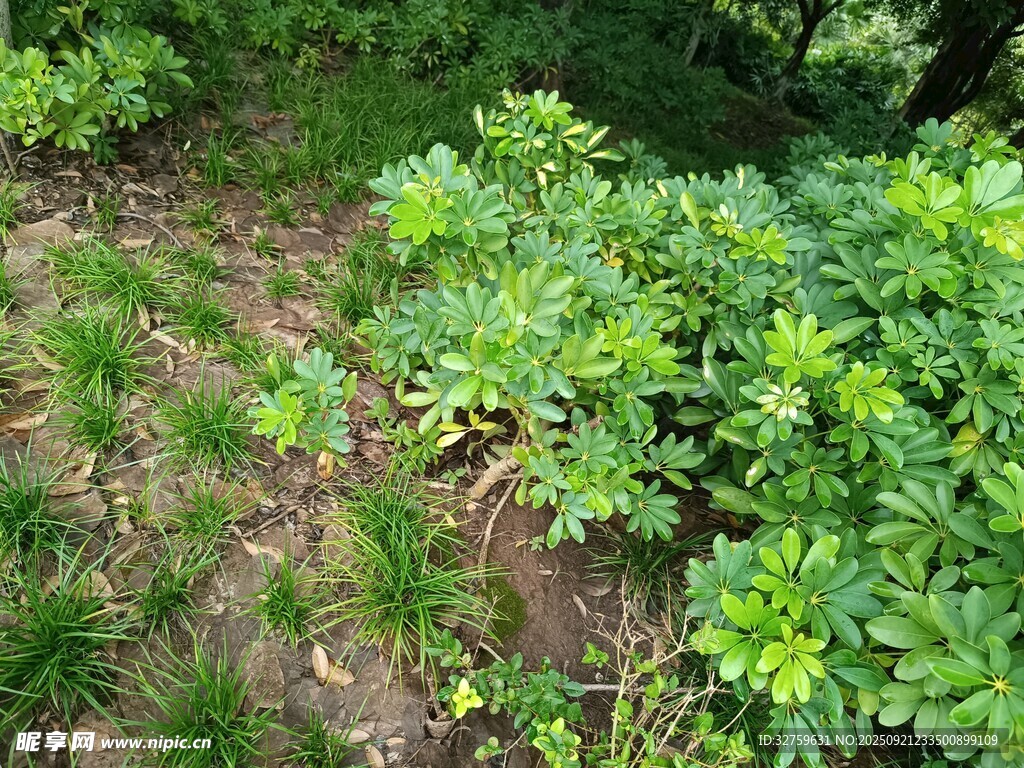 绿意盎然的林下植物景观