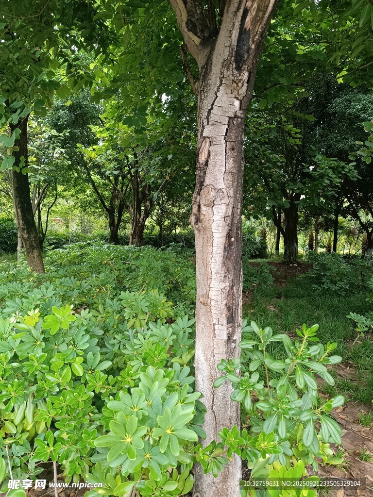 林间树木与繁茂绿植