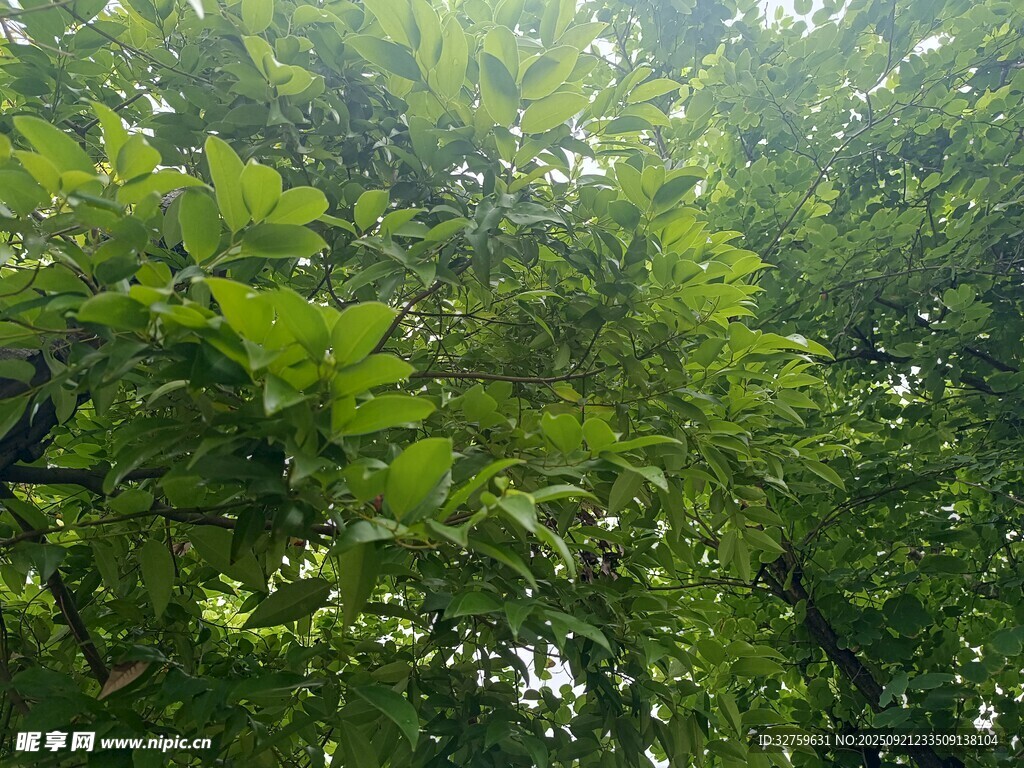 阳光洒落的茂密绿叶树林
