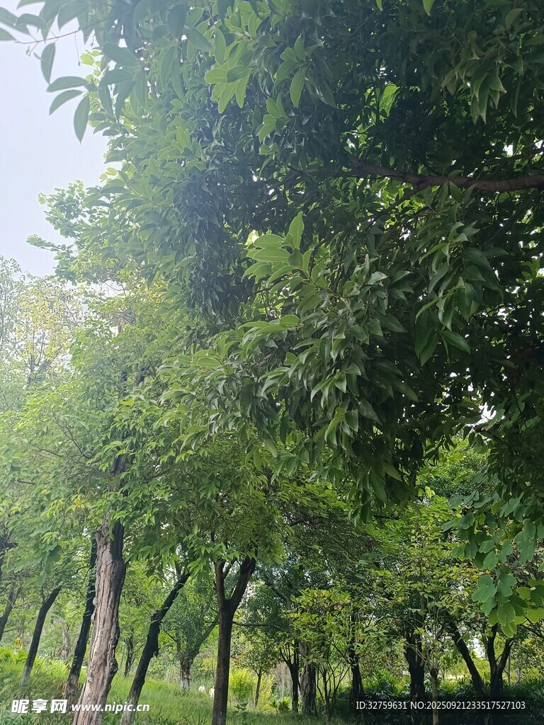夏日葱郁树林景观