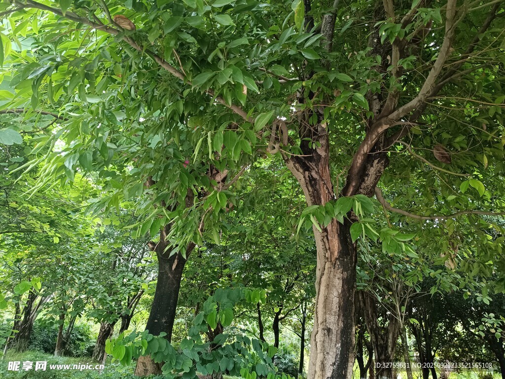 茂密树林中的葱郁树木
