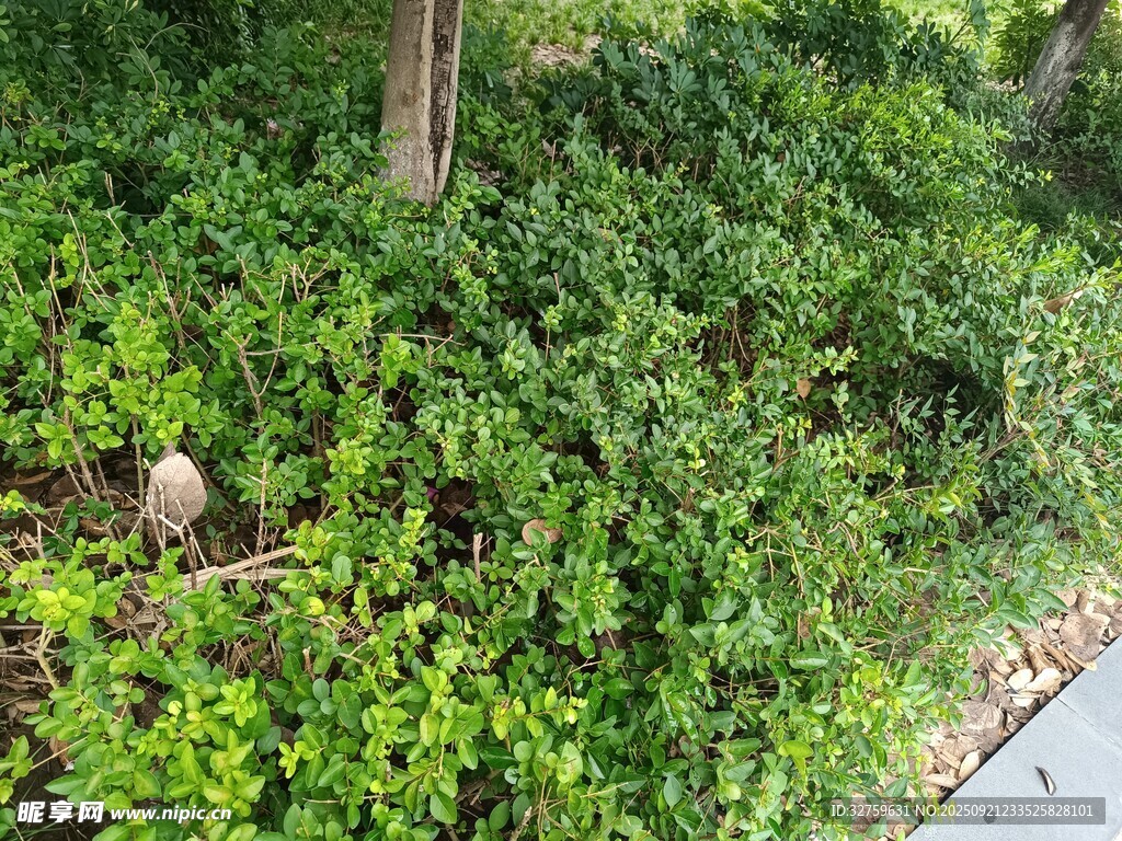 路边繁茂的绿色藤蔓植物