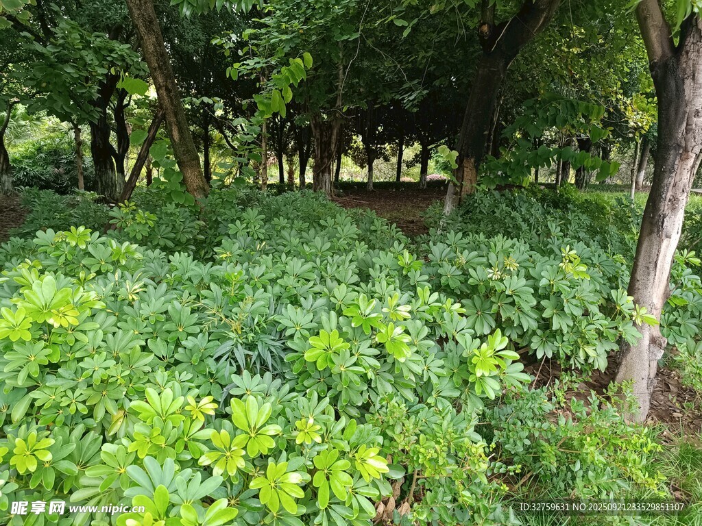 绿意盎然的林下植物景观