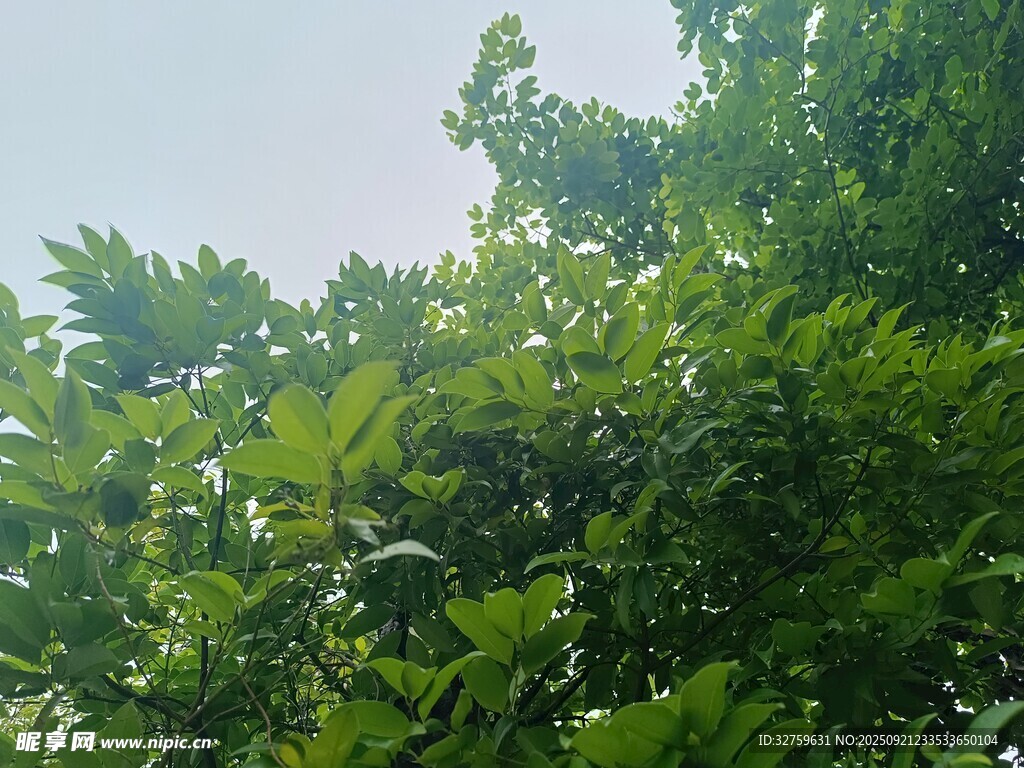 繁茂绿叶展现自然生机