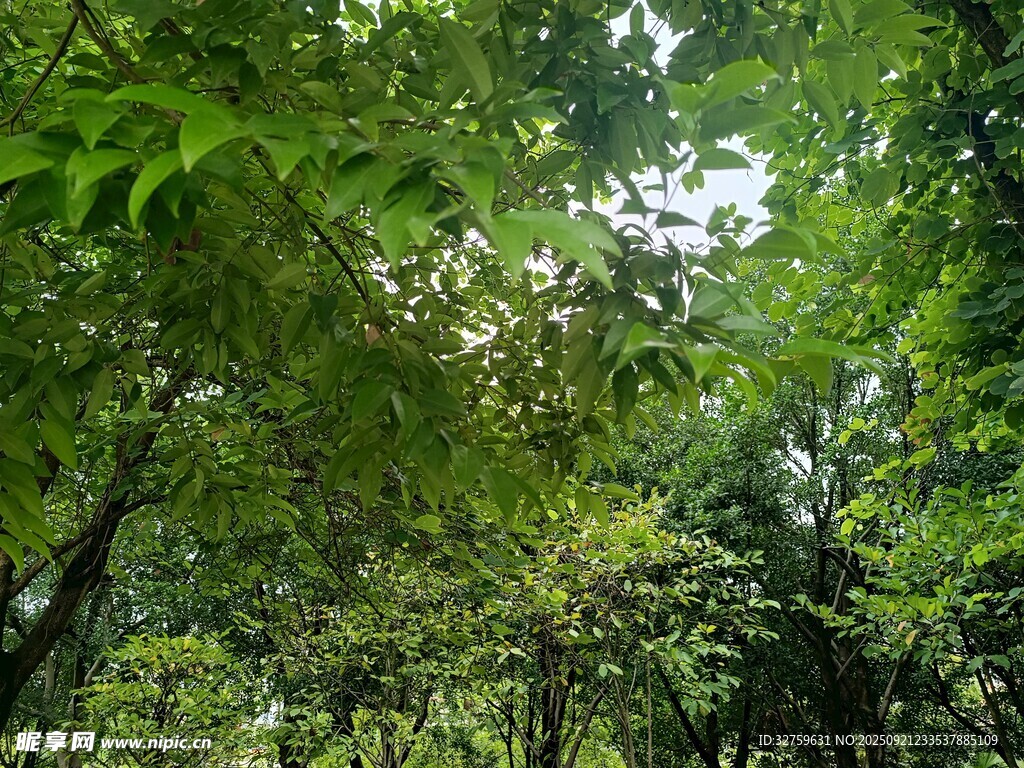 茂密绿意森林景观