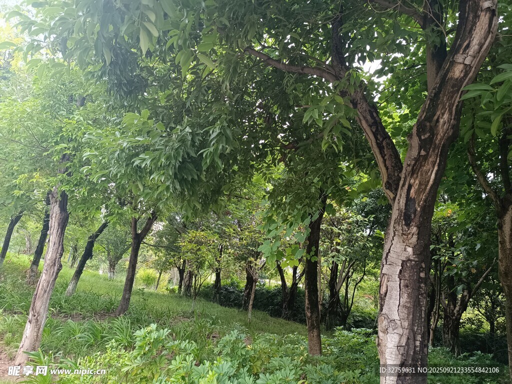 夏日林间绿意盎然