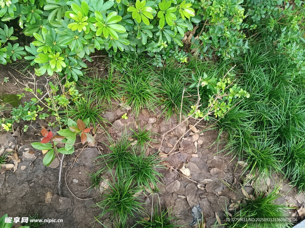 地面绿植与裸露泥土景象