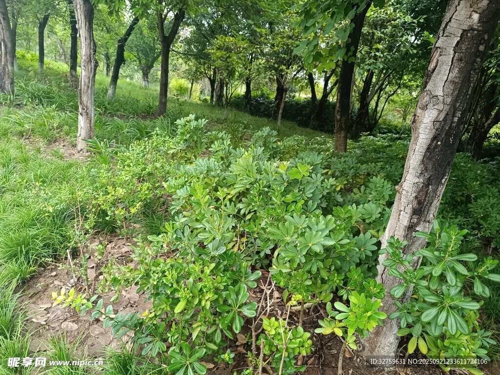 绿意盎然的林间自然景致