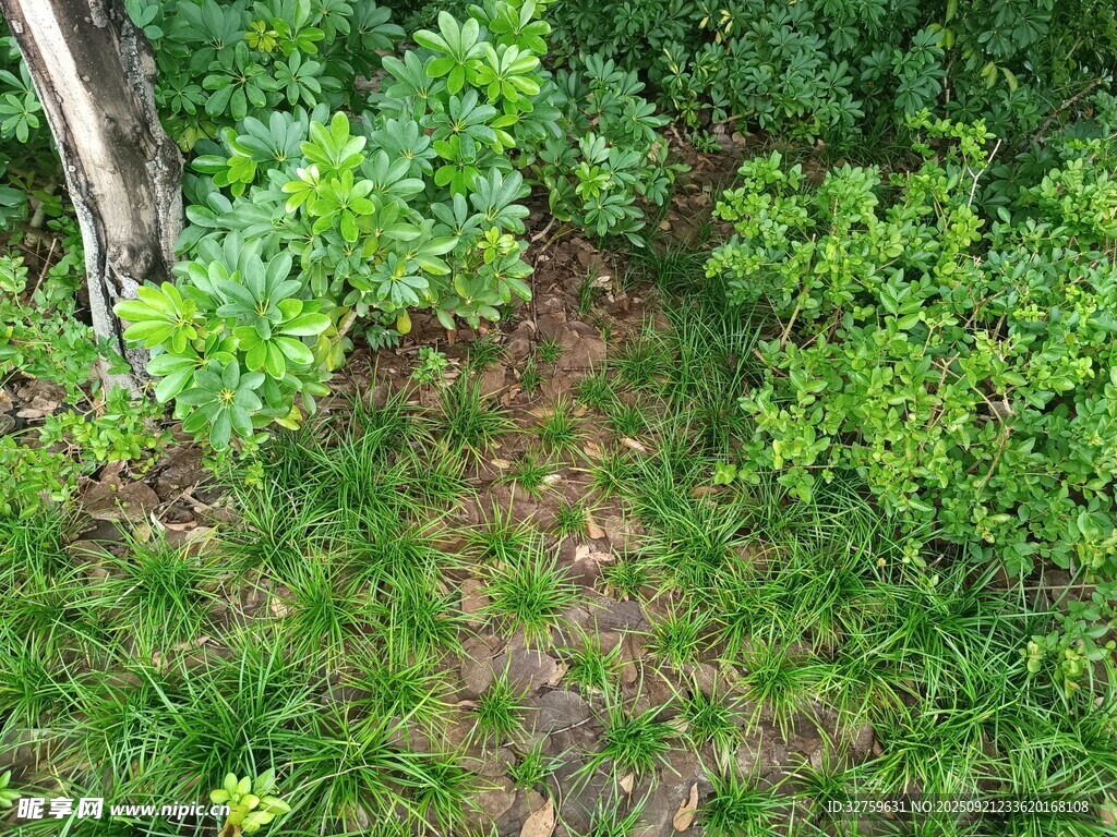 绿意盎然的林下植物景观