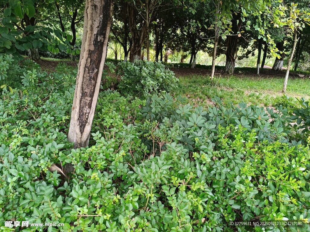 林间繁茂绿植