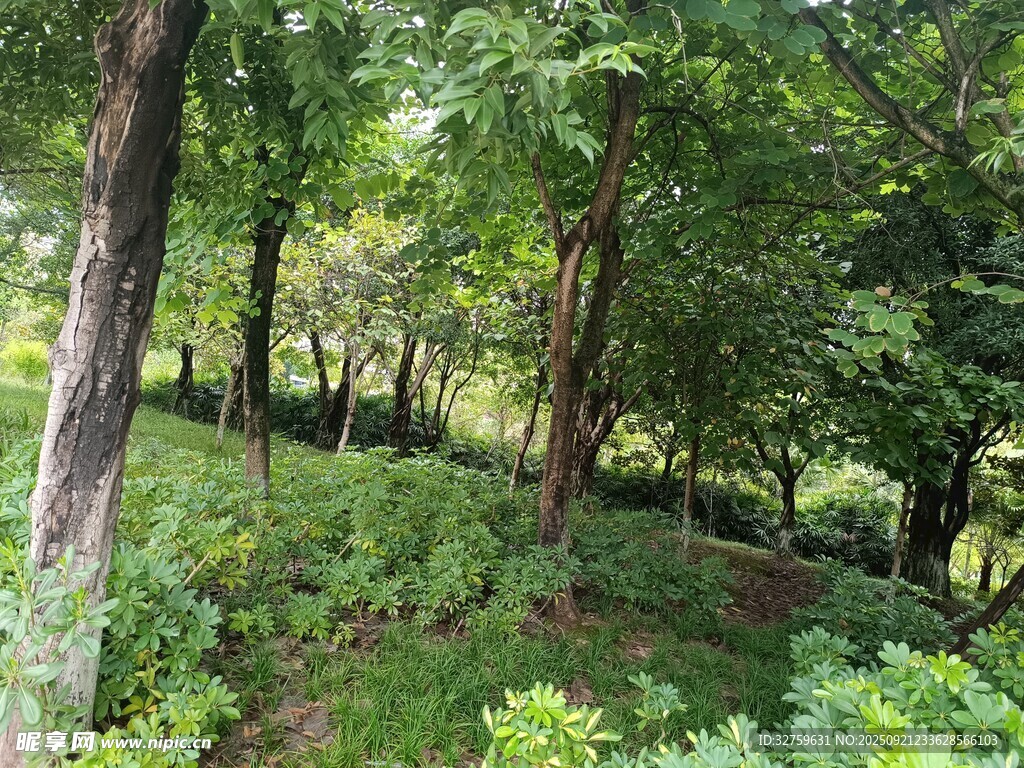 夏日葱郁树林景观