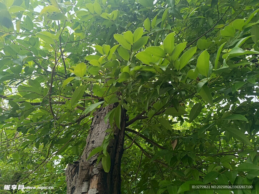 茂密树林中的粗壮树干