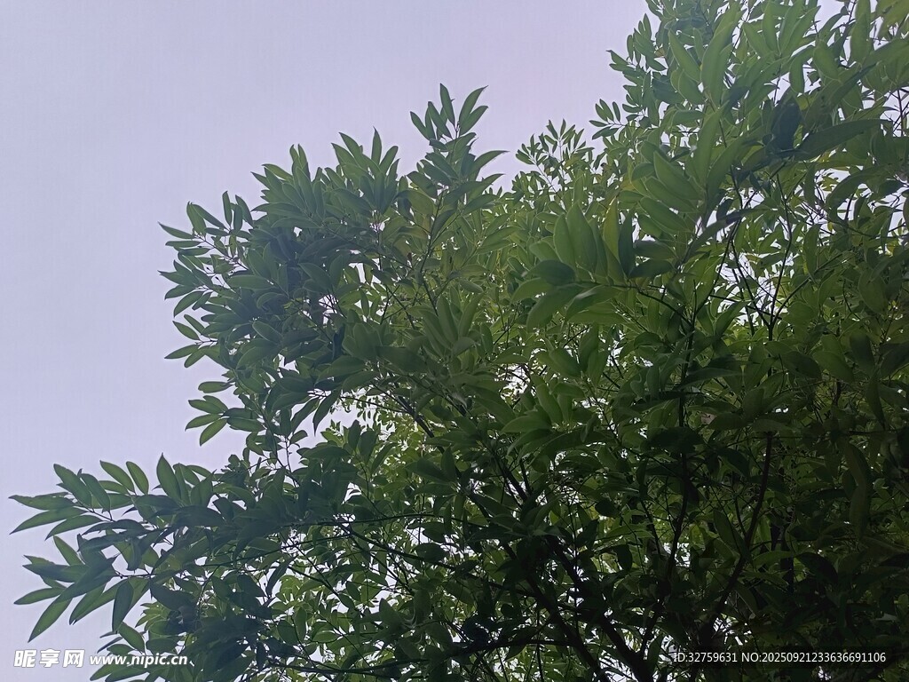 枝叶繁茂的绿树