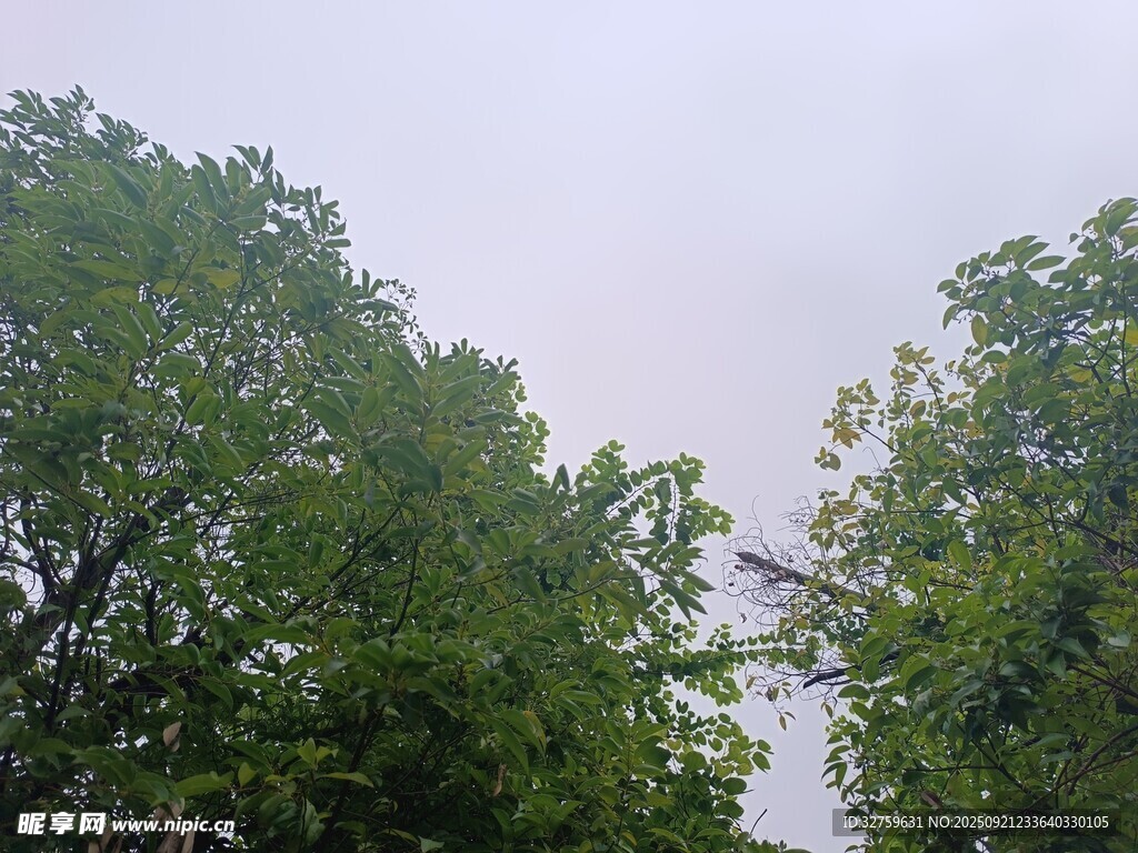 绿树蓝天间的清新景致