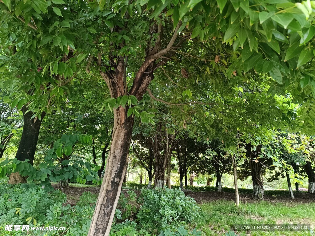 绿荫下的静谧树林